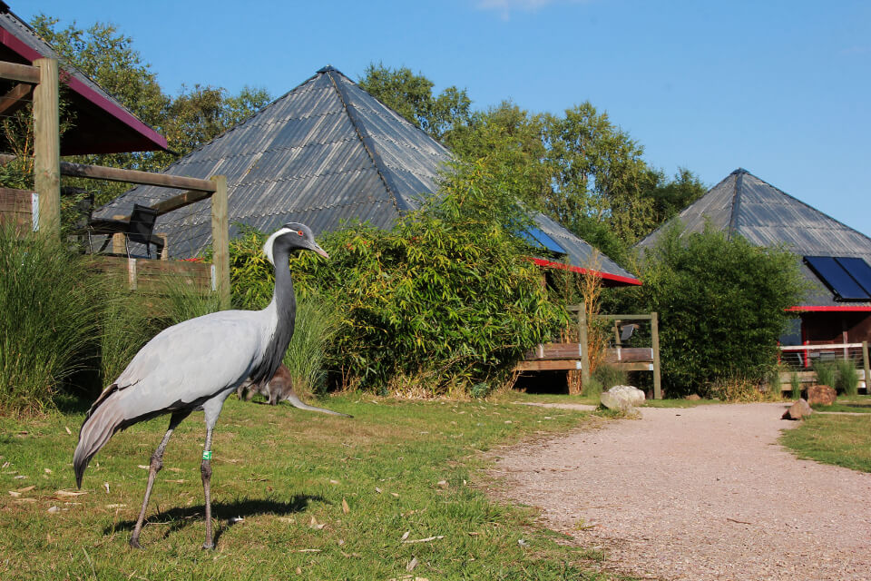 cerza safari lodge premium