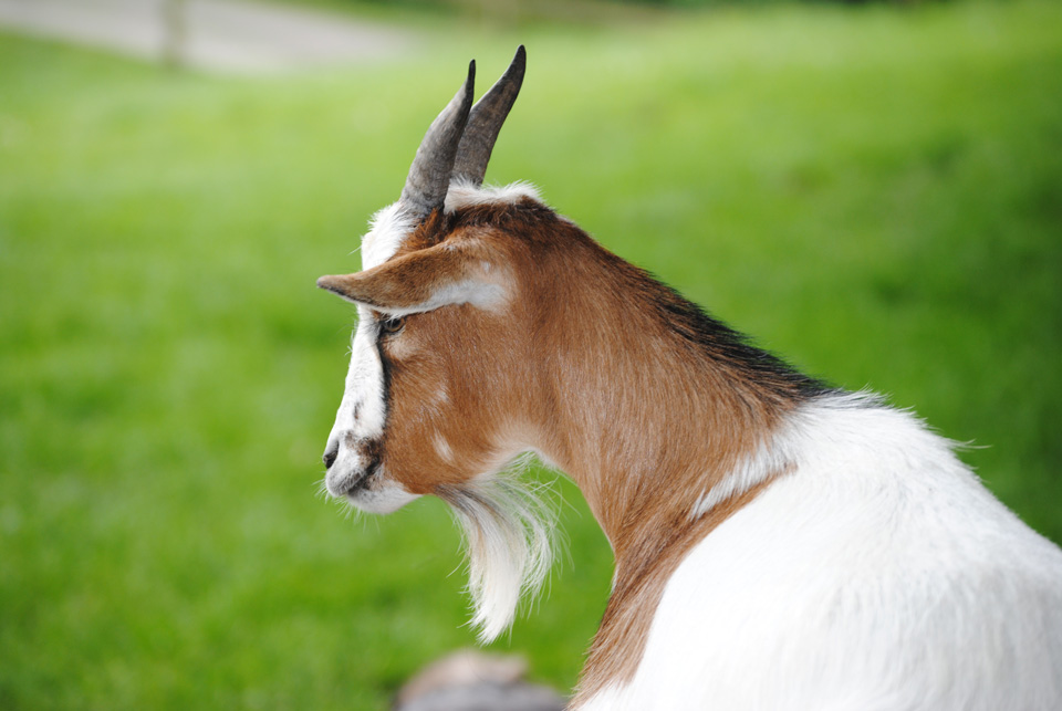 Les animaux de la mini-ferme