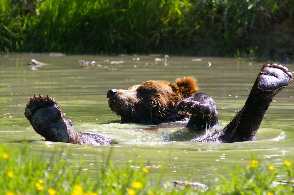 Les ours bruns