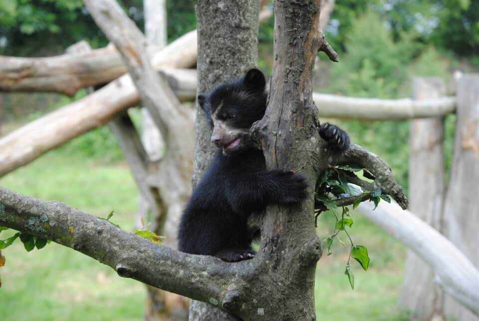 Les ours à lunettes