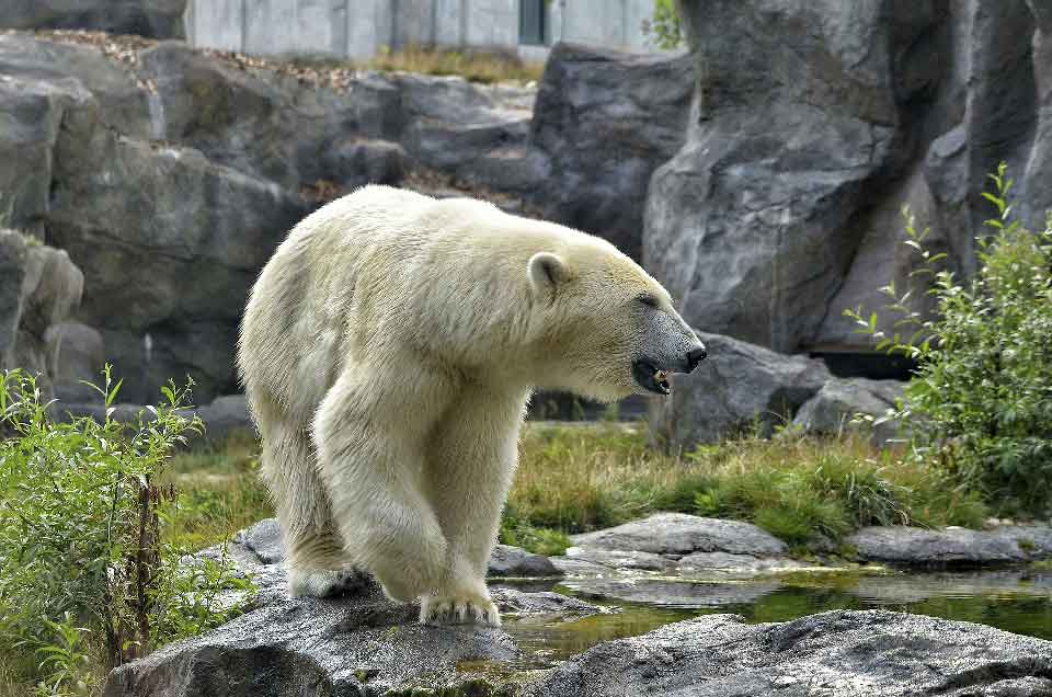 Les ours polaires