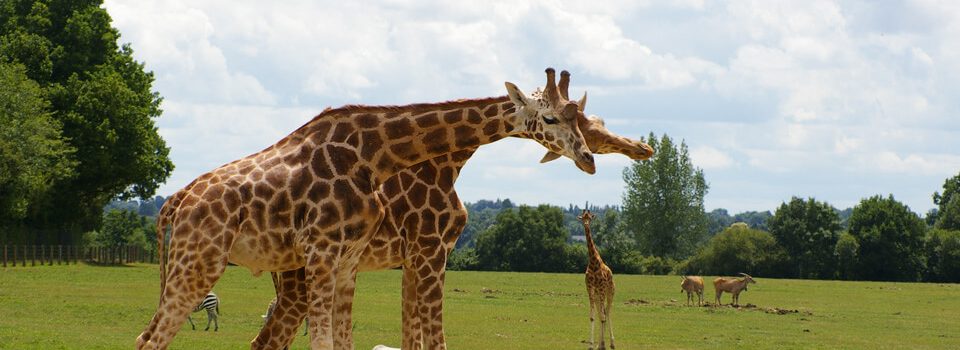 Les girafes