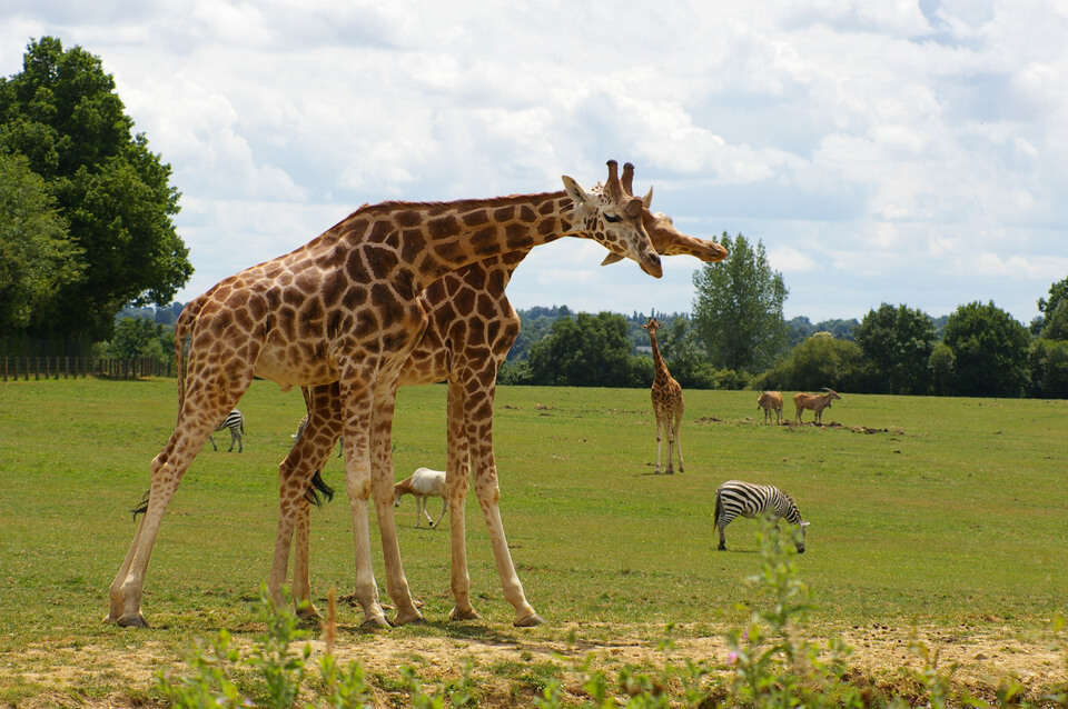 Les girafes