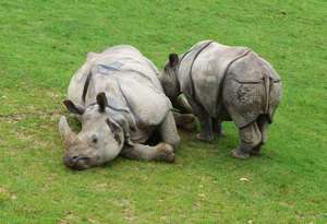 rhinoceros indiens cerza