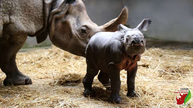 Les rhinocéros