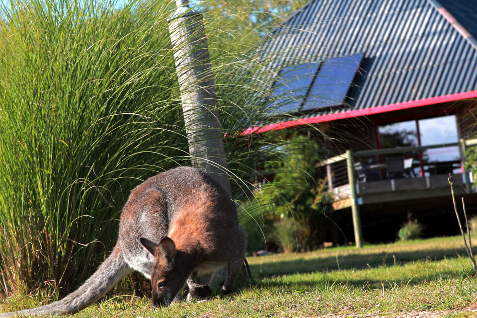 zoo de cerza safari lodge