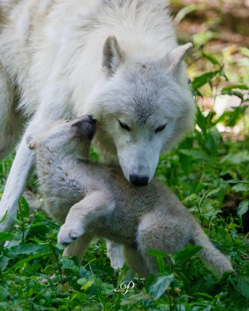 Dormir avec les loups