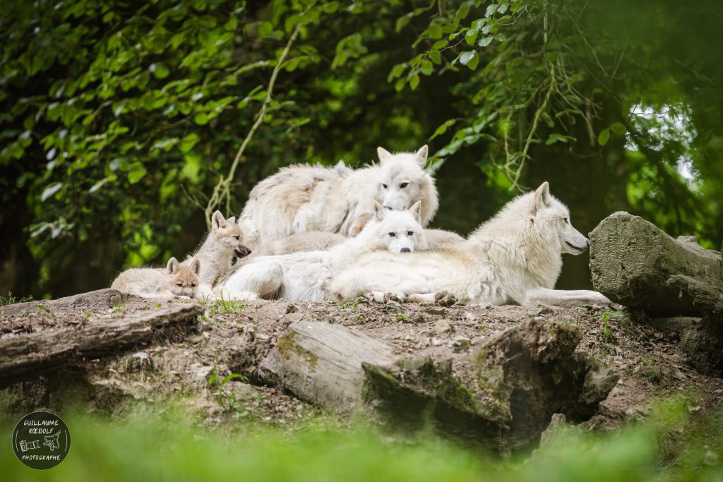 Dormir avec les loups